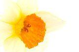 A close up of Narcissus flower.