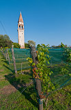Venice Burano Mazorbo vineyard