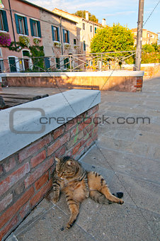 Venice Italy cat on the street