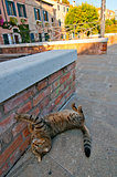 Venice Italy cat on the street
