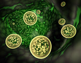 Colony of viruses