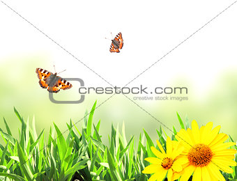 Green grass and butterflies