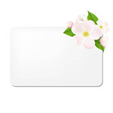 Apple Tree Flowers With Blank Gift Tags