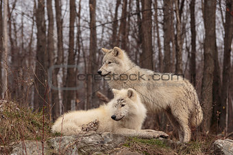 Arctic wolf pair