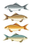 Set of live colour fish