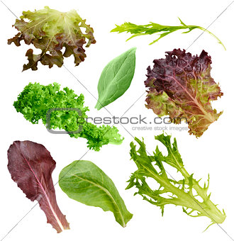 Salad Leaves Collection