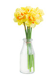 narcissus flowers posy in vase