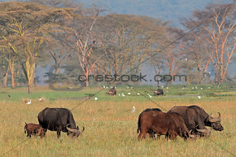 African buffaloes with egrets