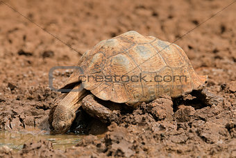 Leopard tortoise drinking water
