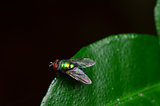 opalescant fly