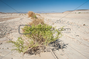 Small desert bush on a rocky desert landscape