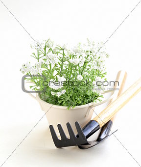 pot plant with garden tools on a white background