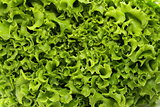 great fresh organic green lettuce background