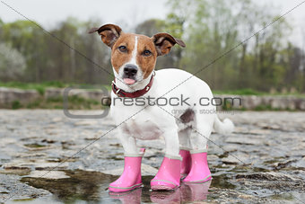 dog in the rain 