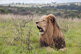 Male lion in the African wild