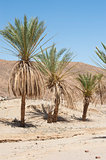 Date palm trees in a desert valley