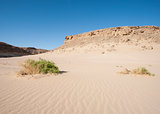 Small desert bush on a sand dune slope