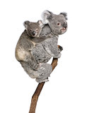 Koala bears climbing tree, 4 years old and 9 months old, Phascolarctos cinereus, in front of white background