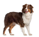 Portrait of Australian Shepherd, 1 year old, standing in front of white background