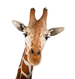 Somali Giraffe, commonly known as Reticulated Giraffe, Giraffa camelopardalis reticulata, 2 and a half years old close up against white background