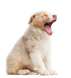 Australian Shepherd puppy, 8 weeks old, sitting and yawning against white background