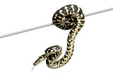 Jungle carpet python, Morelia spilota cheynei against white background