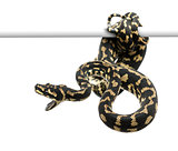 Jungle carpet python attacking, Morelia spilota cheynei against white background