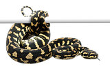 Jungle carpet python, Morelia spilota cheynei against white background