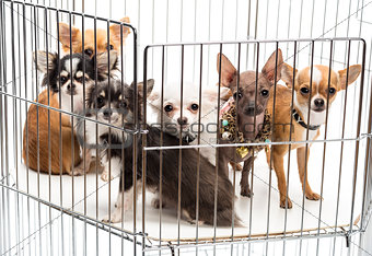 Chihuahuas in cage against white background