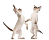 Two Oriental Shorthair kittens, 9 weeks old, standing on hind legs and reaching against white background