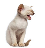 Oriental Shorthair kitten, 9 weeks old, sitting, looking away and meowing against white background