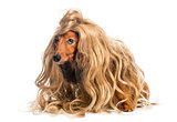 Dachshund, 4 years old, wearing a blond wig against white background