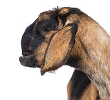 Close-up of an Anglo-Nubian goat with a distorted jaw, against white background