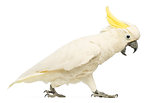 Sulphur-crested Cockatoo, Cacatua galerita, 30 years old, walking with its beak open in front of white background