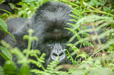 Gorilla between the leaves