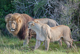 Snarling lioness