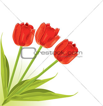 Pretty red tulips 