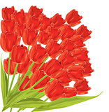 Bunch of red tulips. vector illustration 