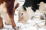 cattle grazing in snow