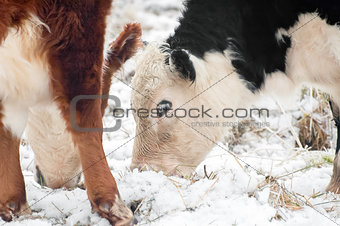 cattle grazing in snow