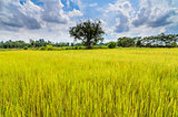  rice field and sky