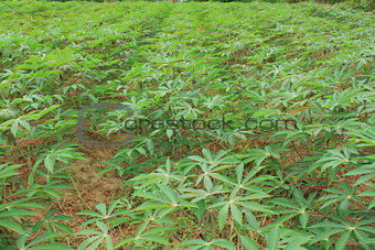 manioc plants are growing in the field 