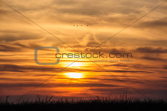 flying birds on dramatic sunset background