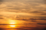 flying birds on dramatic sunset background