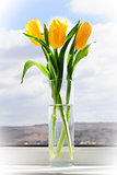 yellow tulips in vase on window sill