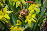 honey bee at yellow gage flowers 