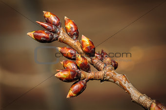spring twig with buds