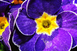 blue primula flowers macro closeup