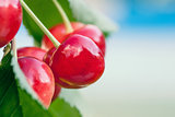 Red and sweet cherries on a branch just before harvest in early 