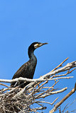 cormorant (phalacrocorax carbo ) on nest